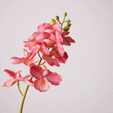 Load image into Gallery viewer, Real Touch Artificial Vanda Orchid Stem (75cm)