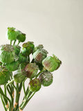 Load image into Gallery viewer, Artificial Opium Poppy Seed Pods Stem