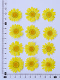 Load image into Gallery viewer, 12 Pcs Pressed Dried Dyed Daisy Flowers