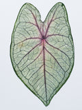 Load image into Gallery viewer, Real Dried Pressed Caladium Leaves