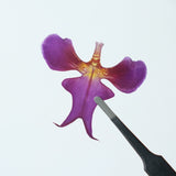 Load image into Gallery viewer, 20 Pcs Real Pressed Dried Iris Flowers