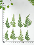 Load image into Gallery viewer, 50 Pcs Real Dried Pressed Leaf Stenoloma Chusana