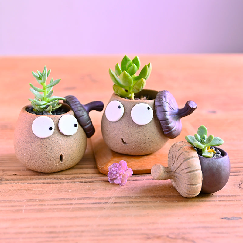 mini pot for succulent Cute Acorn Mini Terracotta Succulent Planter Pot – Floral Supplies Store
