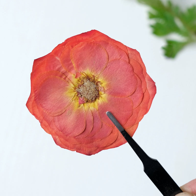 20 pièces de vraies fleurs de roses séchées pressées