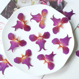 Load image into Gallery viewer, 20 Pcs Real Pressed Dried Iris Flowers