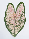 Load image into Gallery viewer, Real Dried Pressed Caladium Leaves