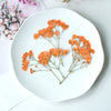 orange 100pcs