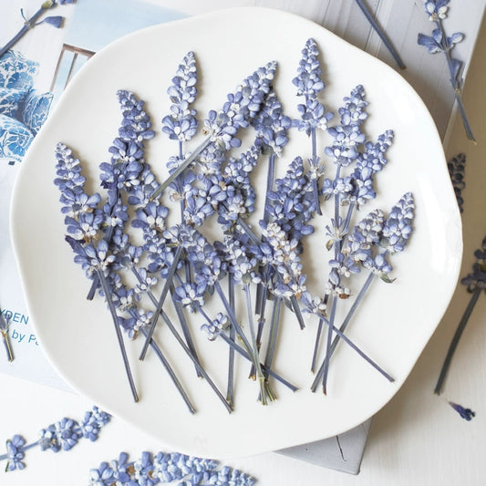 50 Pcs Dried Pressed Lavender Stalks
