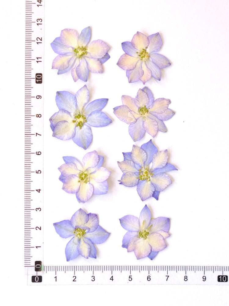 50 Pcs Vibrant Dyed Pressed Delphinium Flowers