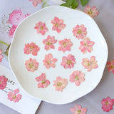 Load image into Gallery viewer, 50 Pcs Pressed Dried Gaura Flower for Crafts