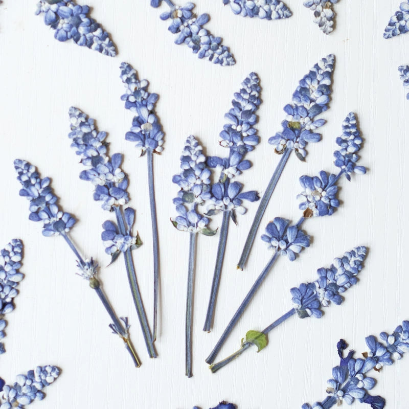 50 Pcs Dried Pressed Lavender Stalks
