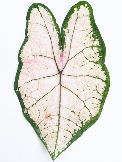 Real Dried Pressed Caladium Leaves