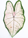 Load image into Gallery viewer, Real Dried Pressed Caladium Leaves