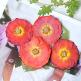 Load image into Gallery viewer, 20 Pcs Pressed Dried Rose Flowers