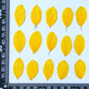 60pcs petals