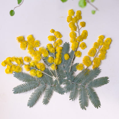 50 pièces de fleurs et feuilles d'acacia séchées et pressées jaunes