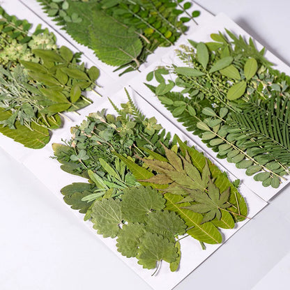 35 Pcs Assorted Dried Pressed Green Leaves