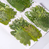 Load image into Gallery viewer, 35 Pcs Real Dried Pressed Leaves for Crafts