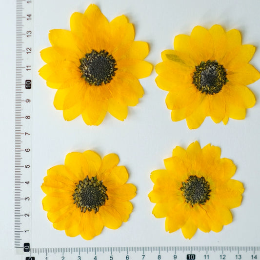 20pcs Dried Pressed Sunflower Flowers