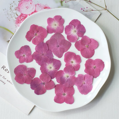 50 Pcs Real Pressed Dried Hydrangea Petals