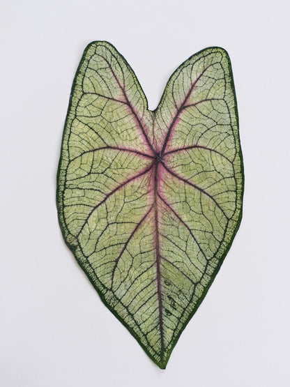 Real Dried Pressed Caladium Leaves