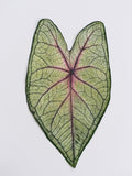 Load image into Gallery viewer, Real Dried Pressed Caladium Leaves