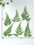 Load image into Gallery viewer, 50 Pcs Real Dried Pressed Leaf Stenoloma Chusana