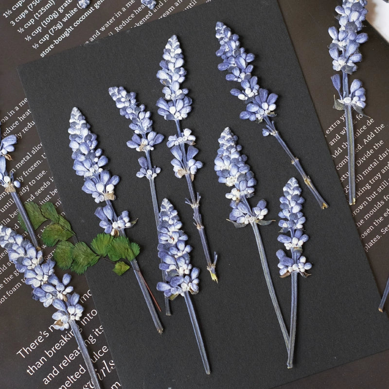 50 Pcs Dried Pressed Lavender Stalks