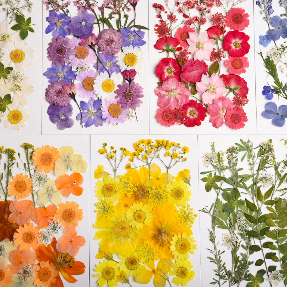 26 Pcs Mixed Dried Pressed Flowers Leaves