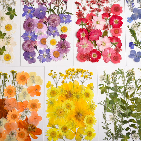 26 Pcs Mixed Dried Pressed Flowers Leaves