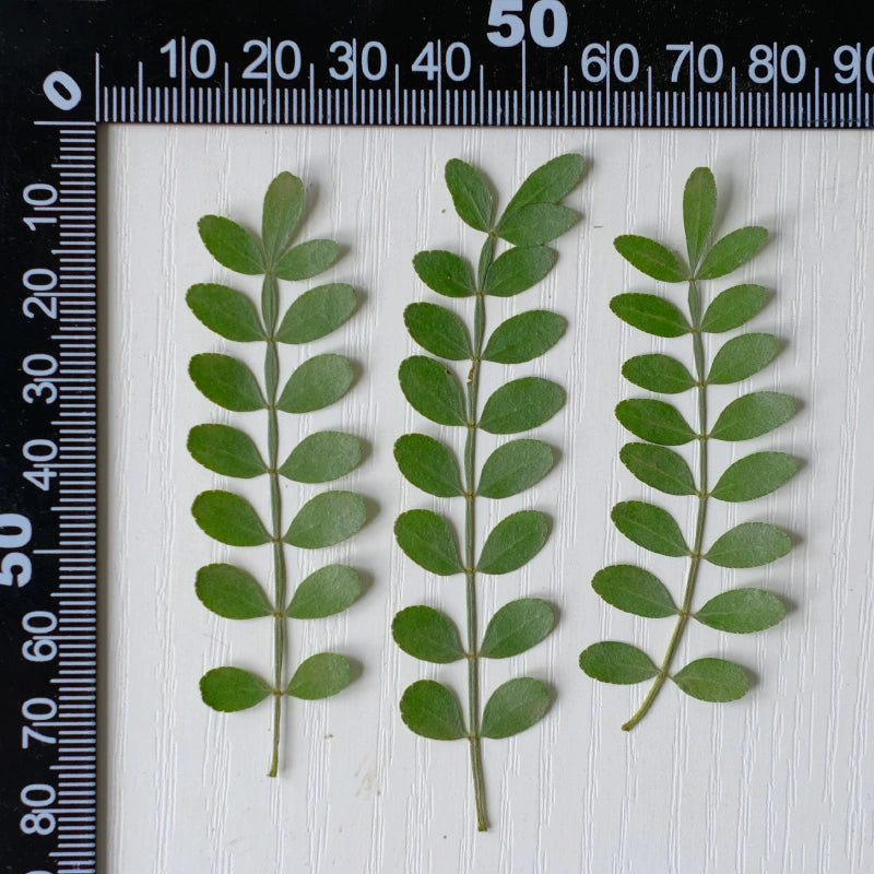 60 Pcs Real Pressed Dried Pepper Tree Leaves
