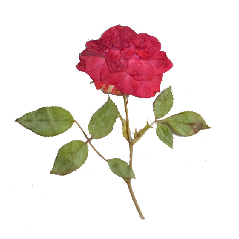 20 roses rouges séchées et pressées avec tiges