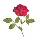 Load image into Gallery viewer, 20 Pcs Dried Pressed Red Roses with Stems
