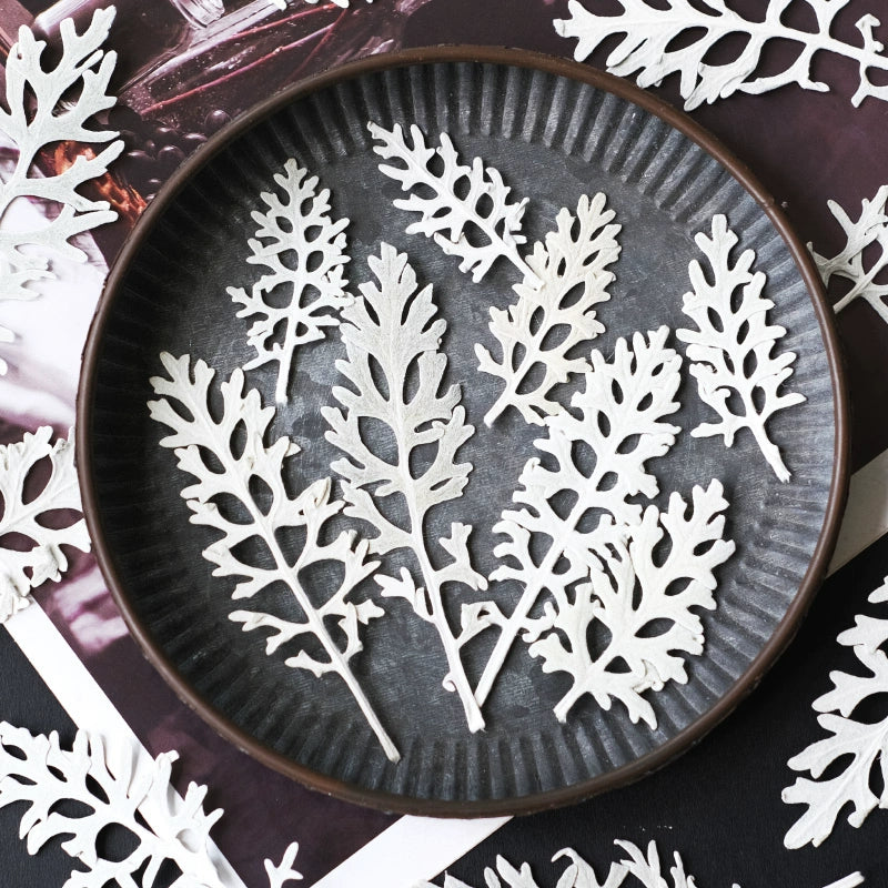 50 Pcs Real Pressed Dried Silver Ragwort Leaves