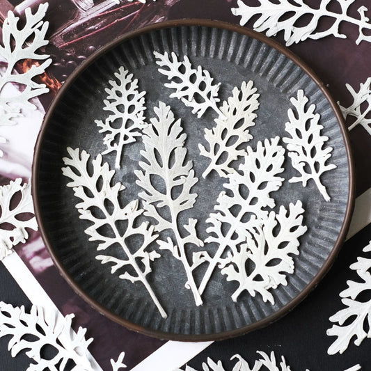 50 Pcs Real Pressed Dried Silver Ragwort Leaves