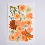 Load image into Gallery viewer, 26 Pcs Real Dried Pressed Flowers for Resin Crafts