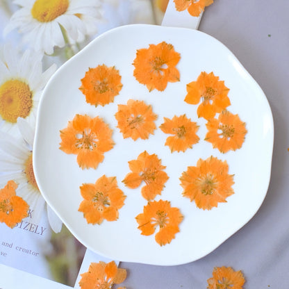 50 Pcs Vibrant Dyed Pressed Delphinium Flowers