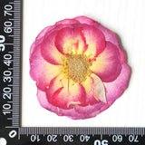 Load image into Gallery viewer, 20 Pcs Pressed Dried Rose Flowers