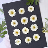 Load image into Gallery viewer, 50 Pcs Real Dried Pressed Chamomile Flowers