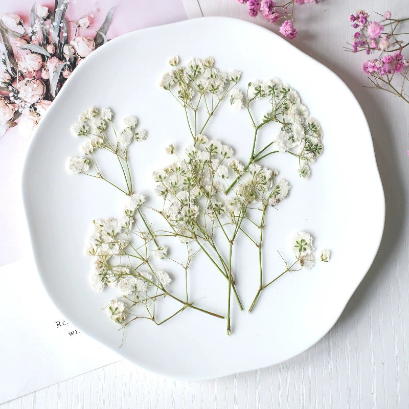 100Pcs Real Pressed Dried Baby's Breath