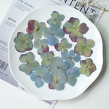 Load image into Gallery viewer, 50 Pcs Pressed Dried Hydrangea Flower for DIY Crafts