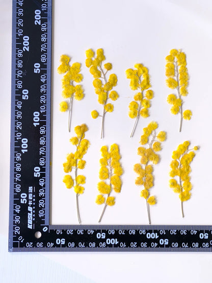 50 pièces de fleurs et feuilles d'acacia séchées et pressées jaunes