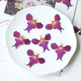 Load image into Gallery viewer, 20 Pcs Real Pressed Dried Iris Flowers