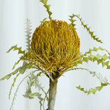 Load image into Gallery viewer, Real Dried Preserved Banksia Flower with Foliage