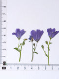 Load image into Gallery viewer, Real Dried Pressed Bellflowers for DIY Crafts