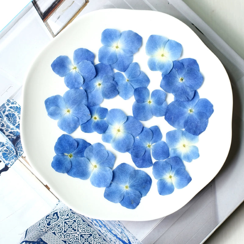 50 Pcs Real Pressed Dried Hydrangea Petals