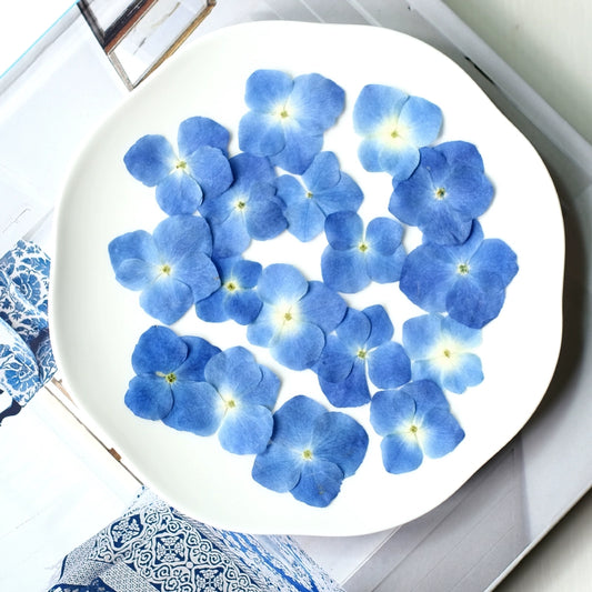 50 Pcs Real Pressed Dried Hydrangea Petals