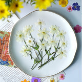 Load image into Gallery viewer, 50 Pcs Real Pressed Dried Pasque Flowers