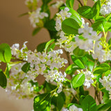 Load image into Gallery viewer, Artificial Osmanthus Flower Spray 72cmH