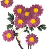 (2.5-3cm) burgundy 50pcs